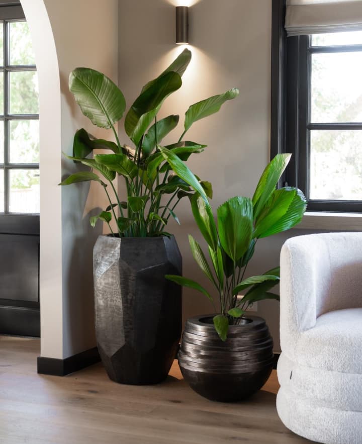 Eco